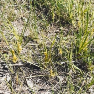 Lomandra filiformis at Conder, ACT - 28 Oct 1999