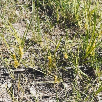 Lomandra filiformis (Wattle Mat-rush) at Conder, ACT - 28 Oct 1999 by MichaelBedingfield