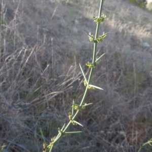 Discaria pubescens at Molonglo River Reserve - 15 Sep 2015