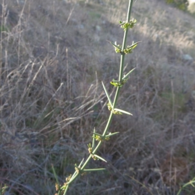 Discaria pubescens (Australian Anchor Plant) at Denman Prospect, ACT - 15 Sep 2015 by RichardMilner