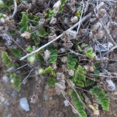 Cheilanthes distans (Bristly Cloak Fern) at Denman Prospect, ACT - 15 Sep 2015 by RichardMilner