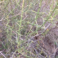 Discaria pubescens (Australian Anchor Plant) at Stromlo, ACT - 16 Sep 2015 by RichardMilner