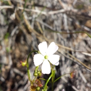 Drosera auriculata at Canberra Central, ACT - 15 Sep 2015 12:00 AM