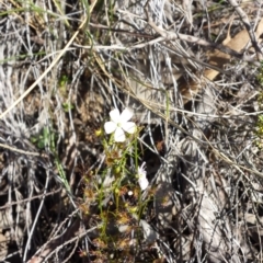 Drosera auriculata at Canberra Central, ACT - 15 Sep 2015