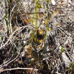 Drosera auriculata at Canberra Central, ACT - 15 Sep 2015