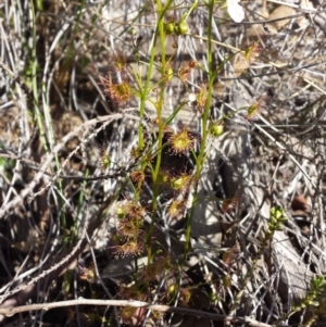 Drosera auriculata at Canberra Central, ACT - 15 Sep 2015 12:00 AM