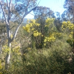 Acacia penninervis var. penninervis at Mount Majura - 15 Sep 2015 by gregbaines