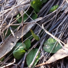 Pterostylis pedunculata (Maroonhood) at Canberra Central, ACT - 16 Sep 2015 by MattM