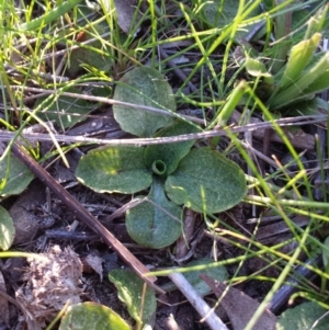 Pterostylis pedunculata at Canberra Central, ACT - 16 Sep 2015