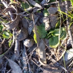 Pterostylis pedunculata at Canberra Central, ACT - 16 Sep 2015