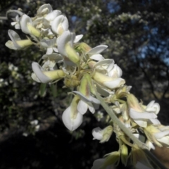 Chamaecytisus palmensis (Tagasaste, Tree Lucerne) at Mount Ainslie - 15 Sep 2015 by SilkeSma