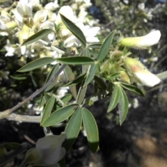 Chamaecytisus palmensis at Campbell, ACT - 16 Sep 2015