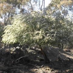 Chamaecytisus palmensis at Campbell, ACT - 16 Sep 2015