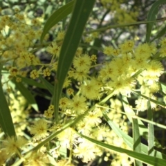 Acacia rubida (Red-stemmed Wattle, Red-leaved Wattle) at Campbell, ACT - 16 Sep 2015 by SilkeSma