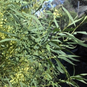 Acacia rubida at Campbell, ACT - 16 Sep 2015 09:43 AM