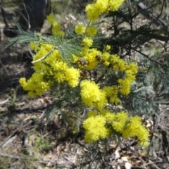 Acacia dealbata (Silver Wattle) at Tidbinbilla Nature Reserve - 5 Sep 2015 by galah681