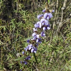 Hovea heterophylla at Paddys River, ACT - 5 Sep 2015