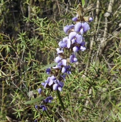 Hovea heterophylla (Common Hovea) at Paddys River, ACT - 5 Sep 2015 by galah681