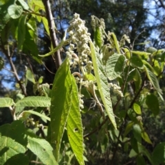 Pomaderris aspera (Hazel Pomaderris) at Tidbinbilla Nature Reserve - 5 Sep 2015 by galah681