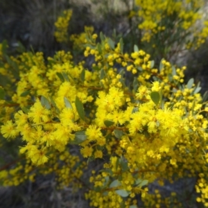 Acacia buxifolia subsp. buxifolia at Paddys River, ACT - 5 Sep 2015