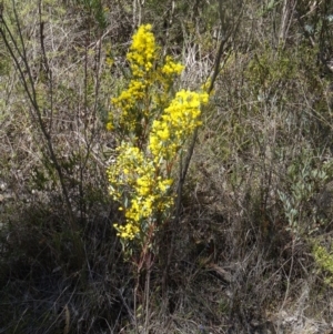 Acacia buxifolia subsp. buxifolia at Paddys River, ACT - 5 Sep 2015