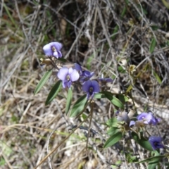 Hovea heterophylla (Common Hovea) at Paddys River, ACT - 5 Sep 2015 by galah681