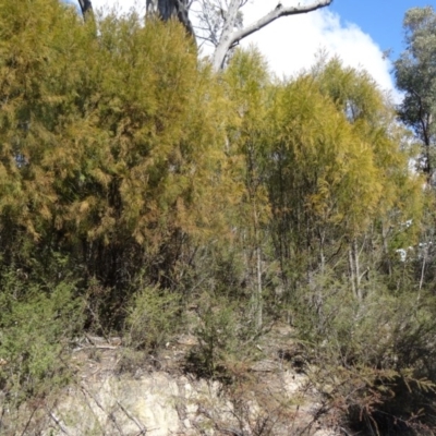 Exocarpos cupressiformis (Cherry Ballart) at Paddys River, ACT - 5 Sep 2015 by galah681