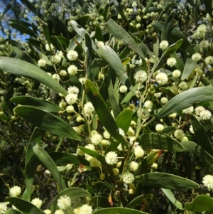 Acacia melanoxylon at Paddys River, ACT - 5 Sep 2015