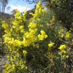 Acacia boormanii (Snowy River Wattle) at Farrer, ACT - 13 Sep 2015 by galah681