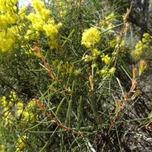 Acacia boormanii at Farrer, ACT - 13 Sep 2015 10:38 AM