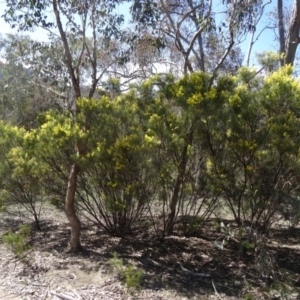 Acacia boormanii at Farrer, ACT - 13 Sep 2015 10:38 AM