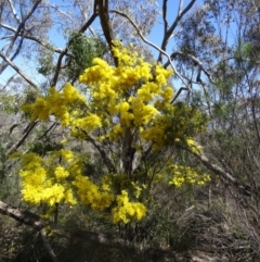 Acacia boormanii at Farrer, ACT - 13 Sep 2015 11:48 AM