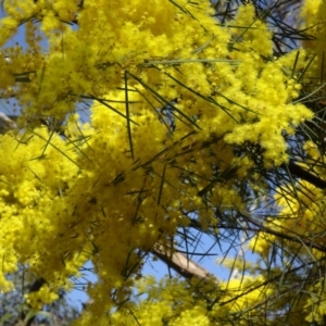 Acacia boormanii at Farrer, ACT - 13 Sep 2015