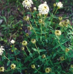 Pimelea treyvaudii (Grey Riceflower) at Rob Roy Range - 9 Nov 2001 by michaelb