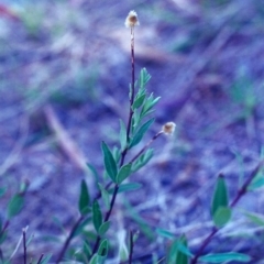 Pimelea treyvaudii (Grey Riceflower) at Rob Roy Range - 28 Jan 2001 by michaelb