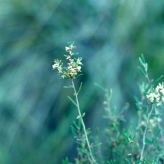 Monotoca scoparia (Broom Heath) at Rob Roy Range - 24 Jun 2001 by michaelb