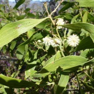 Acacia melanoxylon at McQuoids Hill - 16 Sep 2015