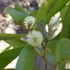 Acacia melanoxylon at McQuoids Hill - 16 Sep 2015 11:34 AM