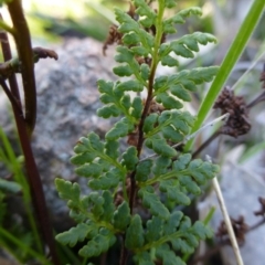 Cheilanthes austrotenuifolia (Rock Fern) at McQuoids Hill - 16 Sep 2015 by FranM