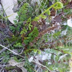 Cheilanthes austrotenuifolia at Kambah, ACT - 16 Sep 2015