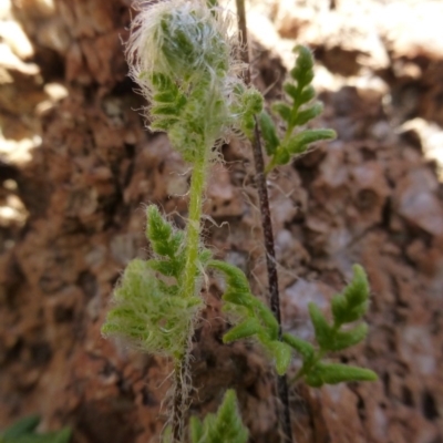 Cheilanthes distans (Bristly Cloak Fern) at McQuoids Hill - 16 Sep 2015 by FranM