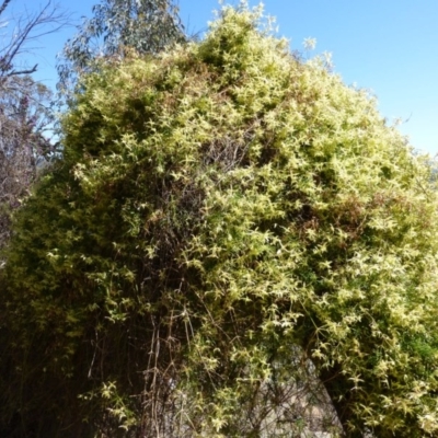 Clematis leptophylla (Small-leaf Clematis, Old Man's Beard) at McQuoids Hill - 16 Sep 2015 by FranM