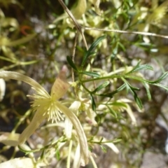 Clematis leptophylla at McQuoids Hill - 16 Sep 2015 11:15 AM