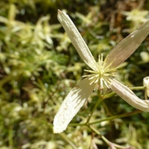 Clematis leptophylla at McQuoids Hill - 16 Sep 2015