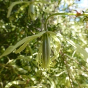 Clematis leptophylla at McQuoids Hill - 16 Sep 2015 11:15 AM