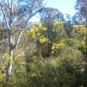 Acacia penninervis var. penninervis at Coree, ACT - 11 Sep 2015 12:58 PM