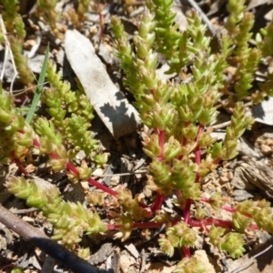 Crassula sieberiana at Kambah, ACT - 16 Sep 2015