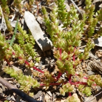 Crassula sieberiana (Austral Stonecrop) at McQuoids Hill - 16 Sep 2015 by FranM