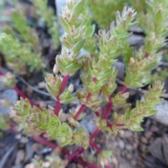 Crassula sieberiana at Kambah, ACT - 16 Sep 2015