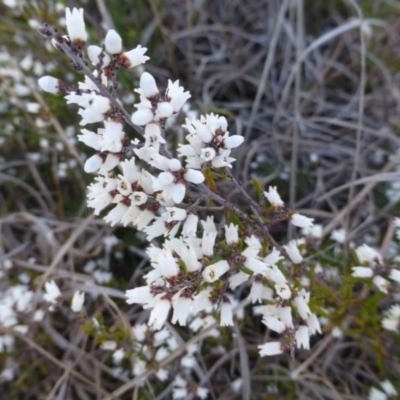 Cryptandra amara (Bitter Cryptandra) at Kambah, ACT - 16 Sep 2015 by FranM